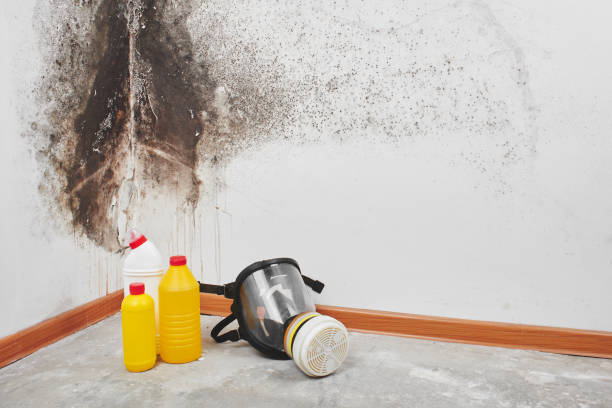 Best Office Mold Removal Services  in Timberville, VA
