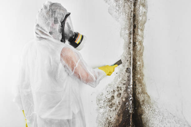 Mold Testing and Removal in Timberville, VA