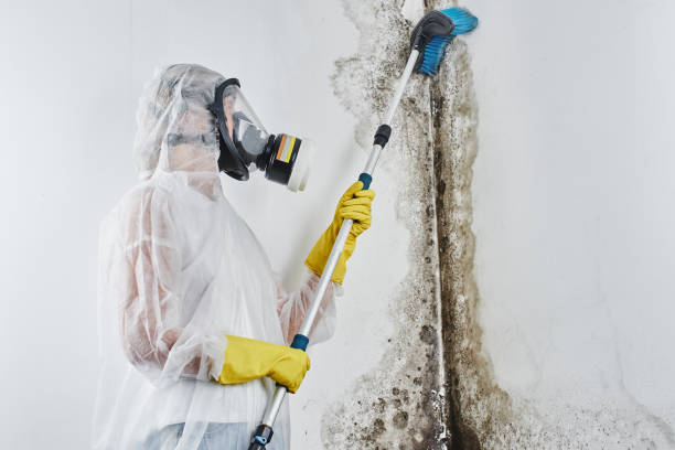 Best Affordable Mold Removal  in Timberville, VA