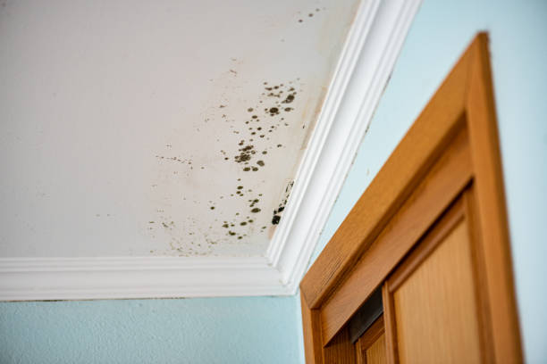 Best Black Mold Removal  in Timberville, VA