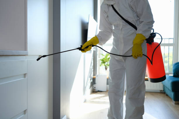 Best Attic Mold Removal  in Timberville, VA