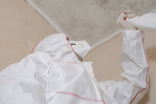 Best Professional Mold Removal  in Timberville, VA