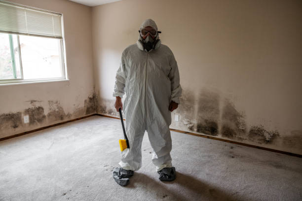 Best Home Mold Removal  in Timberville, VA