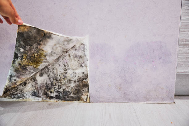 Best Best Mold Removal Companies  in Timberville, VA